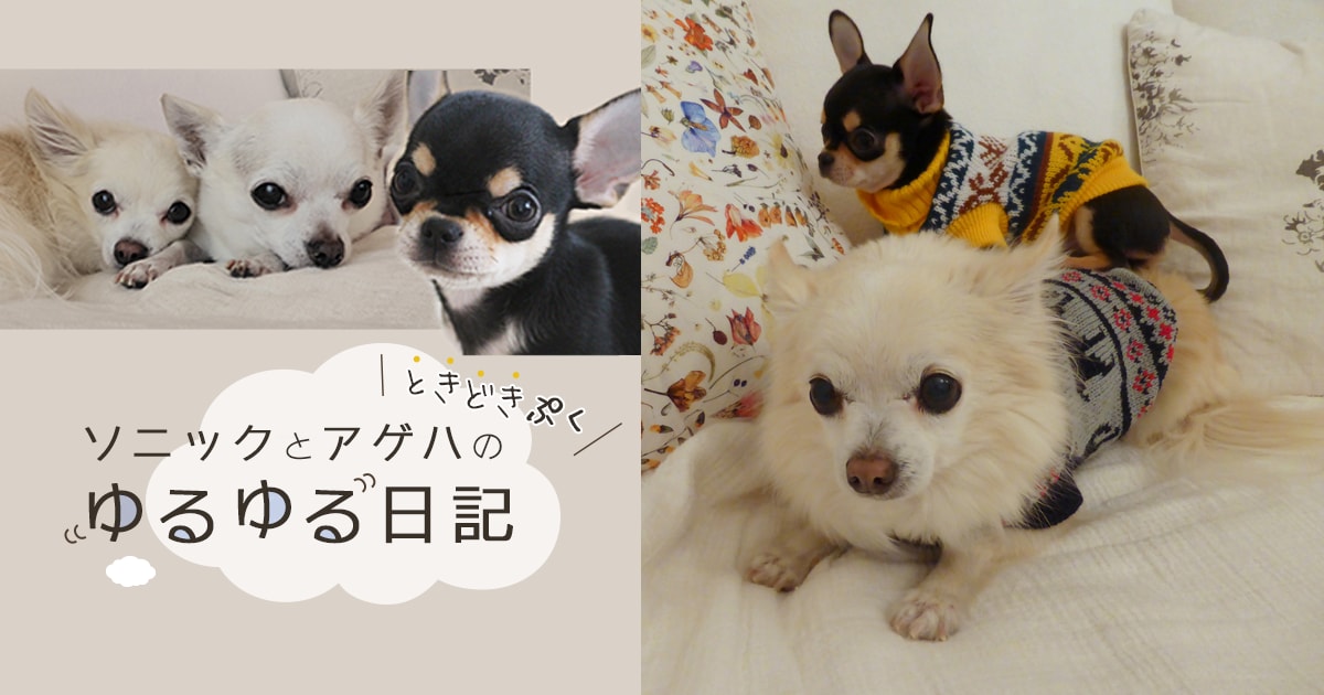 Original.png?jp.co