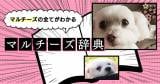 Original.png?jp.co