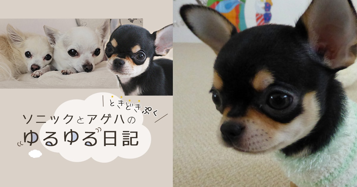 Original.png?jp.co