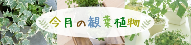 Original.png?jp.co