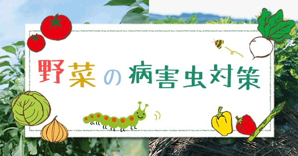 Original.png?jp.co