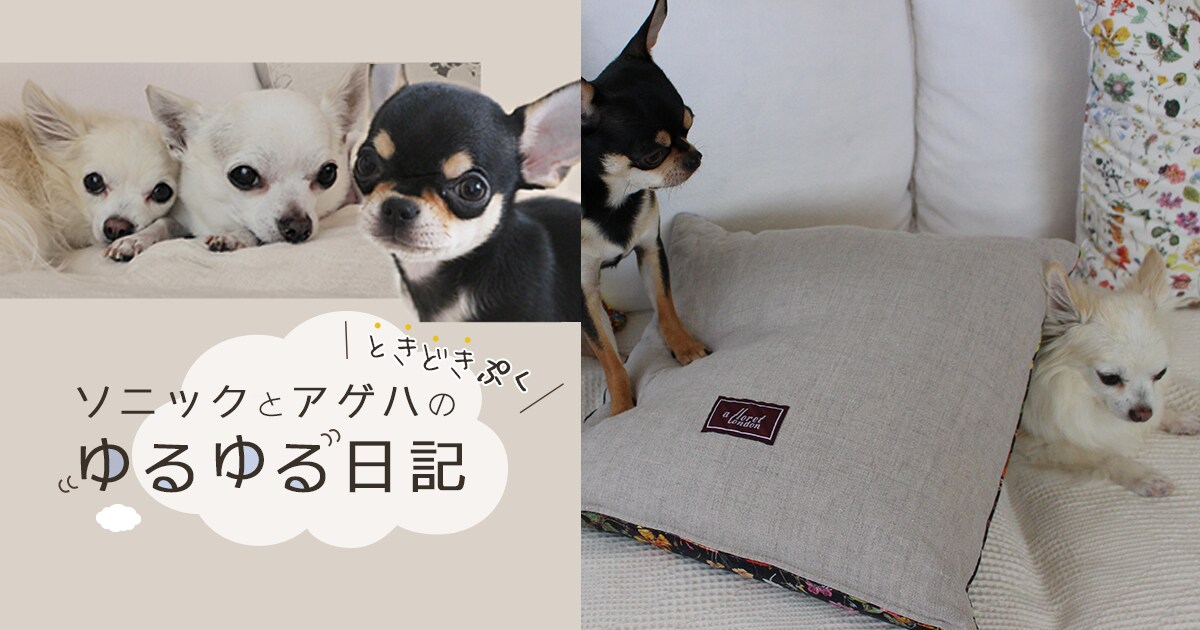 動じないチカラ ソニックとアゲハ アイリスプラザ メディア 動じないチカラ ソニックとアゲハ アイリスプラザ メディア