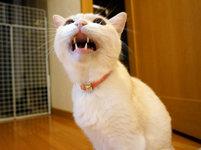 猫の鳴き声といえば うにまむさんのネ子育て日記 アイリスプラザ メディア 猫の鳴き声といえば うにまむさんのネ子育て日記 アイリスプラザ メディア