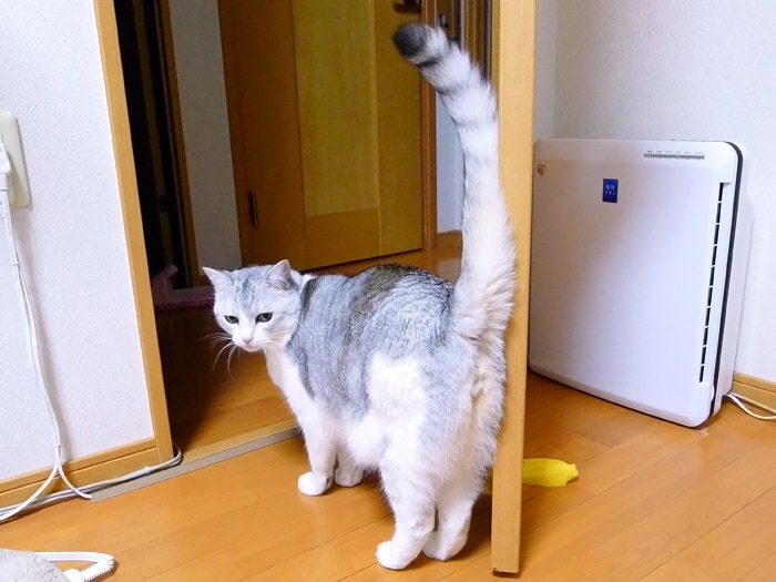 だいすき 猫のシッポ うにまむさんのネ子育て日記 アイリスプラザ メディア だいすき 猫のシッポ うにまむさんのネ子育て日記 アイリスプラザ メディア
