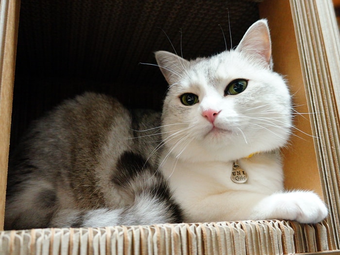 記念 お守り 猫のヒゲ うにまむさんのネ子育て日記 アイリスプラザ メディア