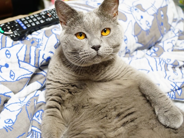 本気を出したらスゴイんです うにまむさんのネ子育て日記 アイリスプラザ メディア