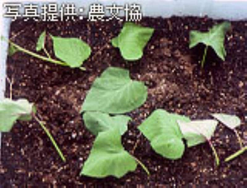 第6回 サツマイモの栽培のコツ アイリスプラザ メディア