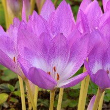 に 8 植える 花 月