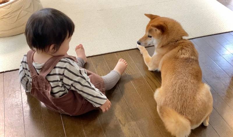 最近は気づくと柴犬兄さんと娘が隣同士にいる アイリスプラザ メディア