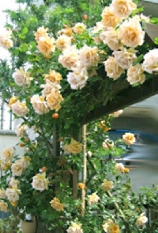バラと過ごすガーデンタイム 22 みささん アイリスプラザ メディア