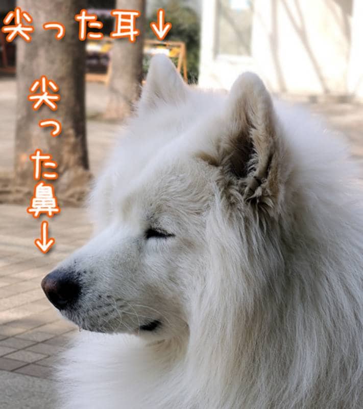 サモエドって アイリスプラザ メディア サモエドって アイリスプラザ メディア