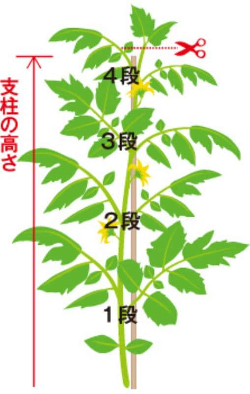 オンス 拾う 植生 家庭 菜園 トマト 剪定 Azusa Co Jp