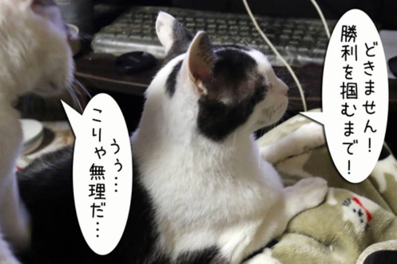 勝利を掴むまで ちゃとらとはちわれマンガ日記 アイリスプラザ メディア 勝利を掴むまで ちゃとらとはちわれマンガ日記 アイリスプラザ メディア