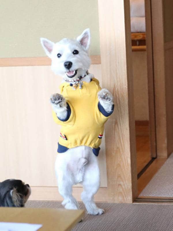 たかシェフのおうちごはんと白い犬 ブログ管理人しょうこさん登場 アイリスプラザ メディア たかシェフのおうちごはんと白い犬 ブログ管理人しょうこさん登場 アイリスプラザ メディア
