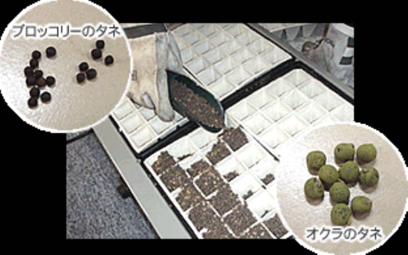 色々な野菜のタネをまこう アイリスプラザ メディア