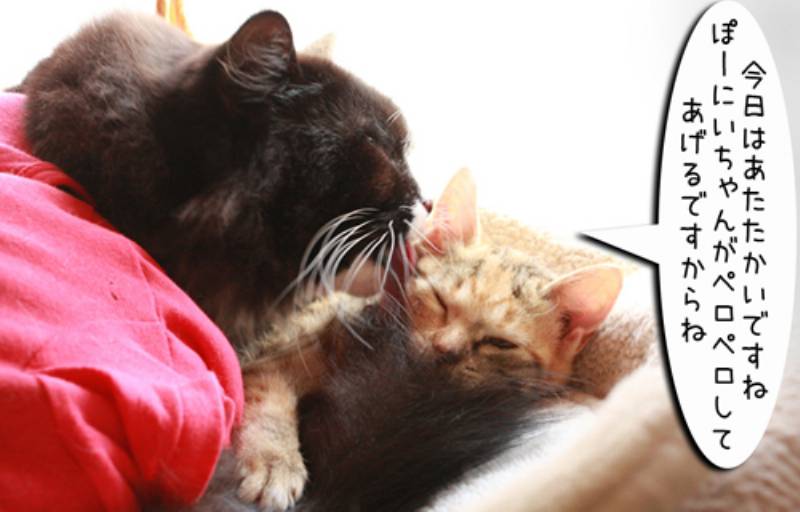 怪しい猫 ちゃとらとはちわれマンガ日記 アイリスプラザ メディア