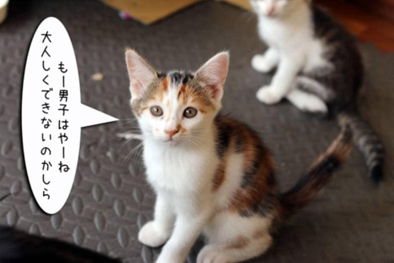 ままちゃんお疲れ様～ちゃとらとはちわれマンガ日記 | アイリスプラザ_