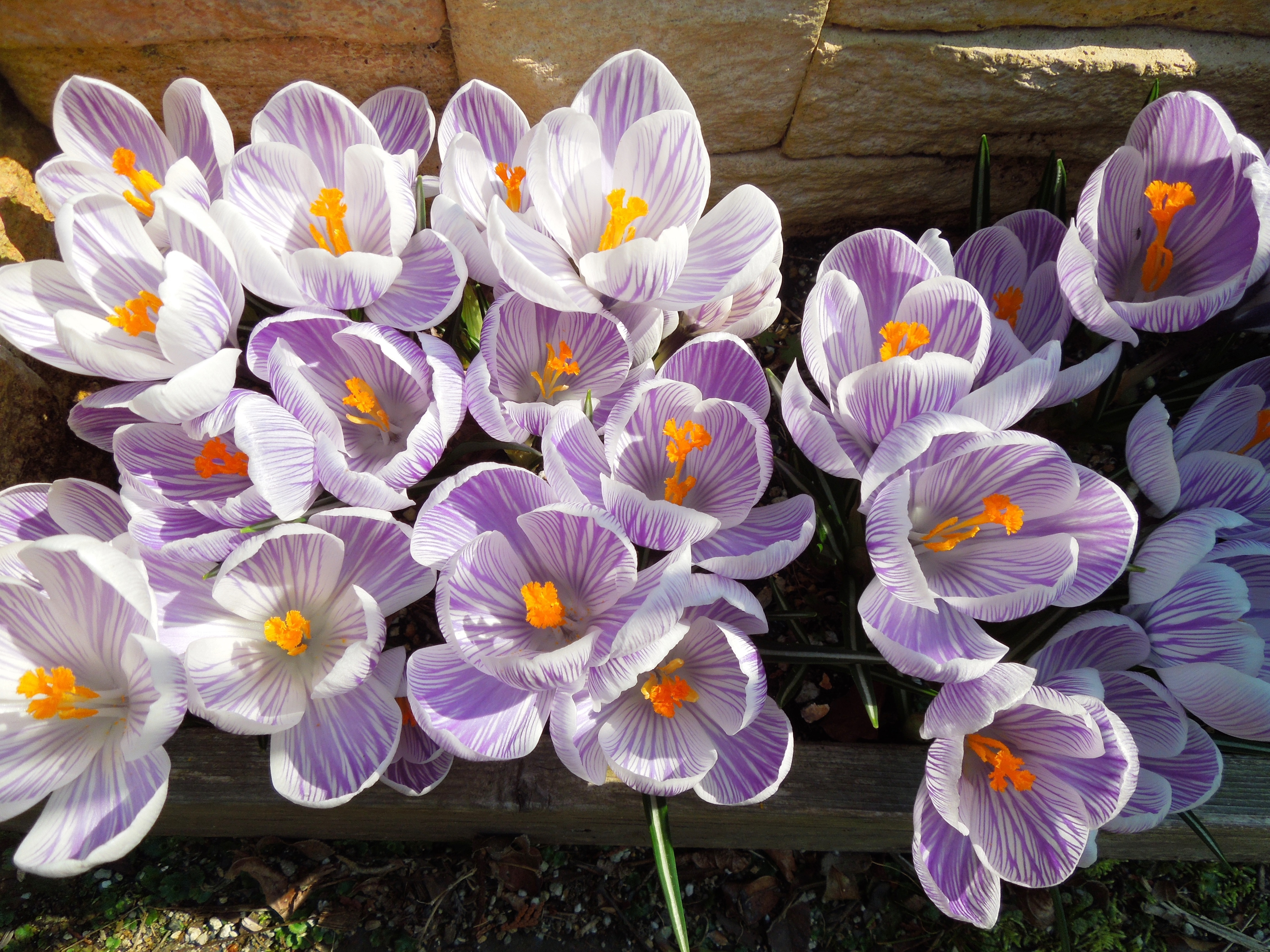 木々を愛で花たちと遊ぶ 大切なシークレットガーデン 素敵なお庭紹介 アイリスプラザ メディア