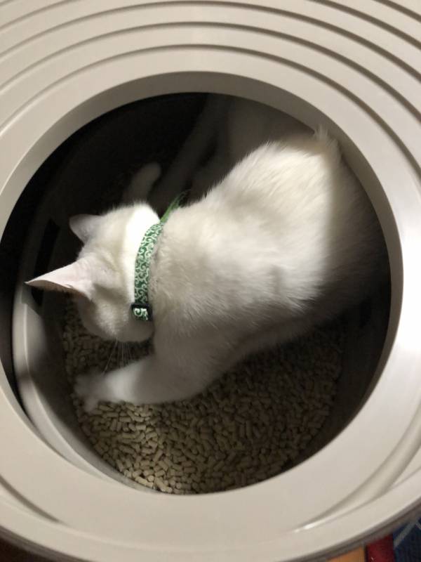 猫 システム トイレ 使っ て くれ