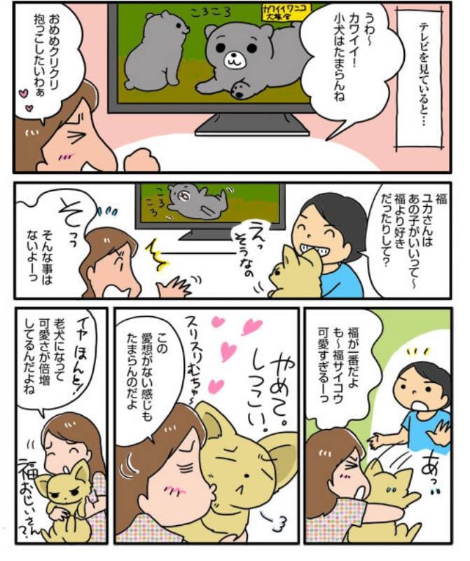 老犬は可愛いすぎ アイリスプラザ メディア