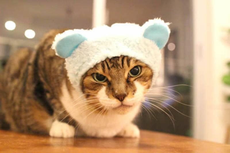 ブログ 続 いっくんのそれゆけ一球入魂 のまるくんに聞きました アイリスプラザ メディア ブログ 続 いっくんのそれゆけ一球入魂 のまるくんに聞きました アイリスプラザ メディア
