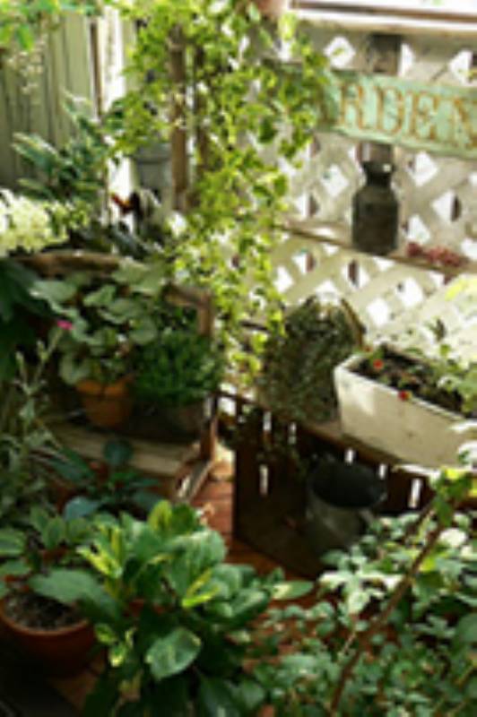 四季折々の庭の風景をベランダガーデンで愉しむ 52 Makoさん アイリスプラザ メディア