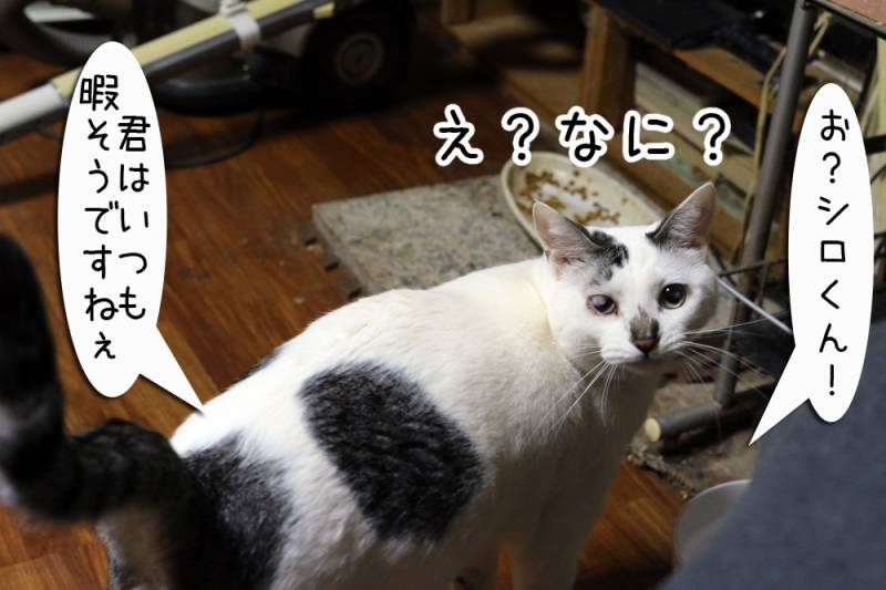 ドヤ顔 ちゃとらとはちわれマンガ日記 アイリスプラザ メディア ドヤ顔 ちゃとらとはちわれマンガ日記 アイリスプラザ メディア