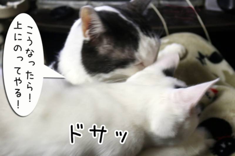 勝利を掴むまで ちゃとらとはちわれマンガ日記 アイリスプラザ メディア 勝利を掴むまで ちゃとらとはちわれマンガ日記 アイリスプラザ メディア