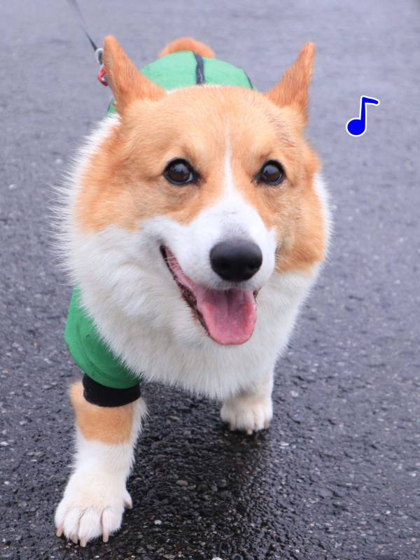雨の日もまた楽しい コーギー小太郎 アイリスプラザ メディア