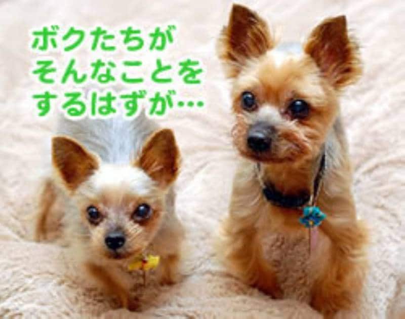 壁にチッコ悲劇の日々とオサラバ とびちり防止犬トイレ アイリスプラザ メディア 壁にチッコ悲劇の日々とオサラバ とびちり防止犬トイレ アイリスプラザ メディア