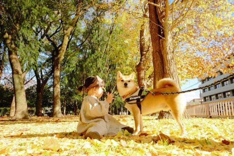 柴犬兄さんの名前を娘が少しずつ呼べるようになってきました アイリスプラザ メディア