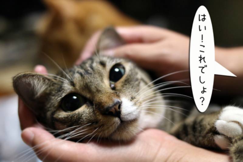 じゃれねこチャンとふわふわシュシュサバトラ