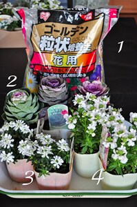 お正月の重箱風寄せ植え アイリスプラザ メディア