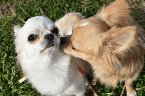 犬の発情と交配 ブリーディングその1 アイリスプラザ メディア