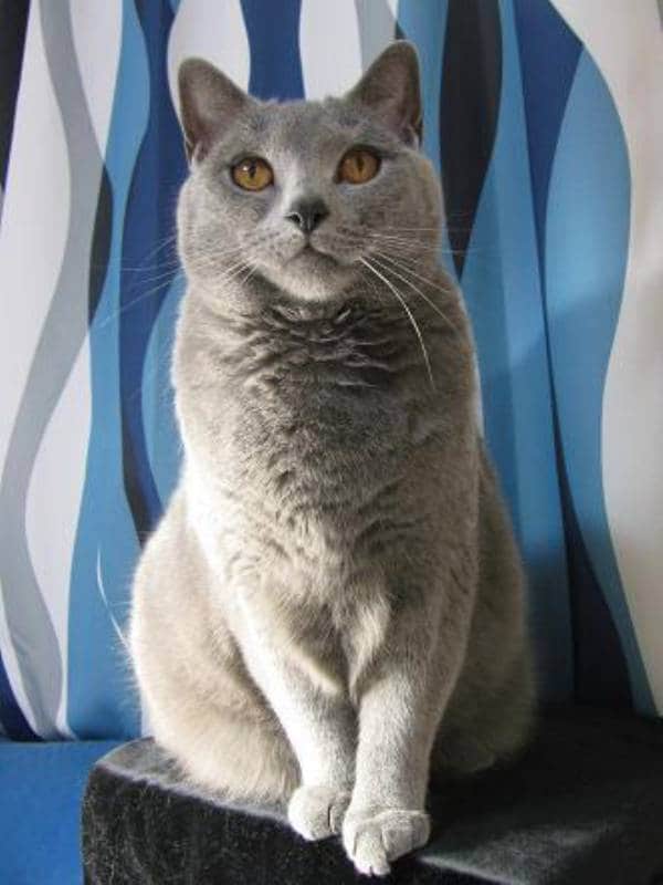 シャルトリュー～猫の種類・猫図鑑 アイリスプラザ_メディア