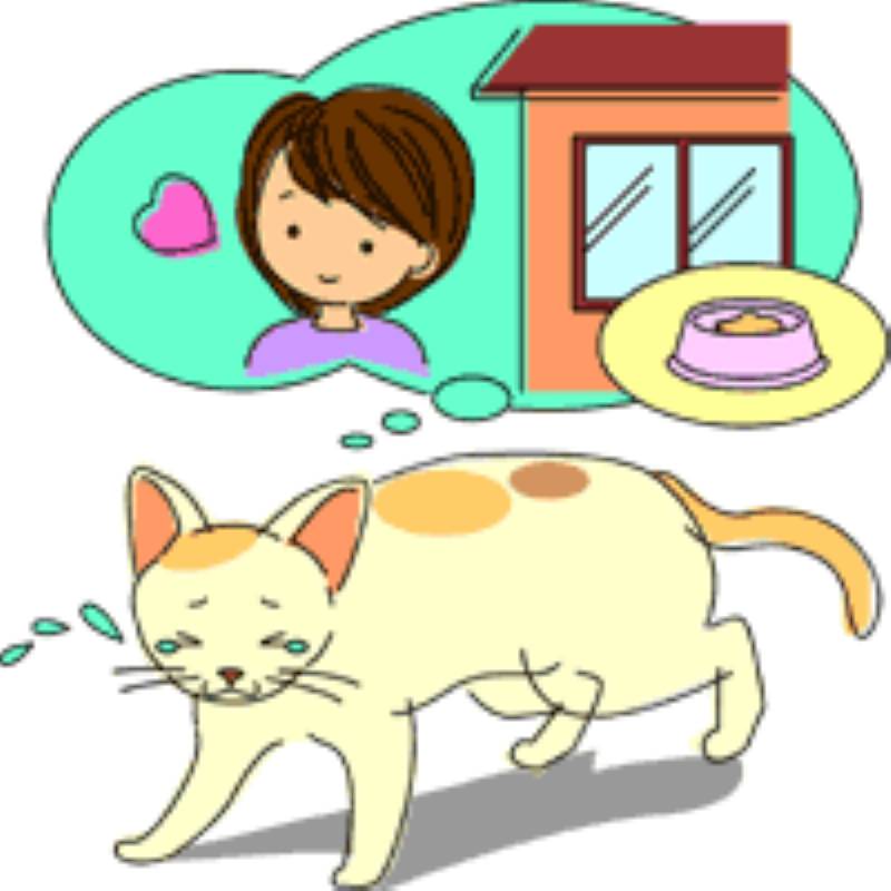 猫 逃げ た 帰っ て くる 猫 逃げ た 帰っ て くる
