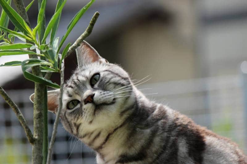 ブログ『にこにこ小次郎通信☆ニッカポッカをはいた猫』の小次郎くんに