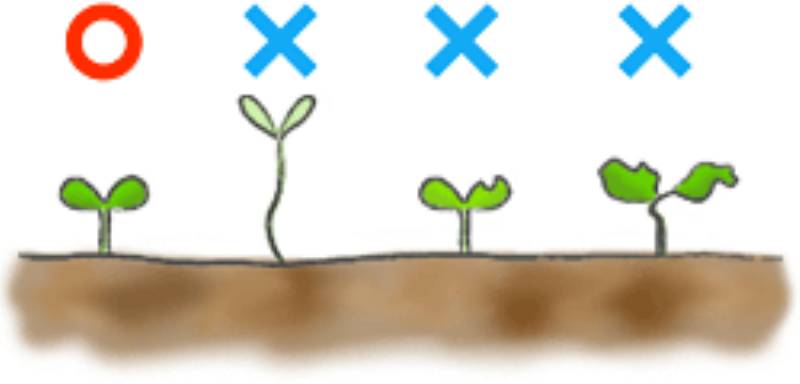 第2回：間引き アイリスプラザ_メディア