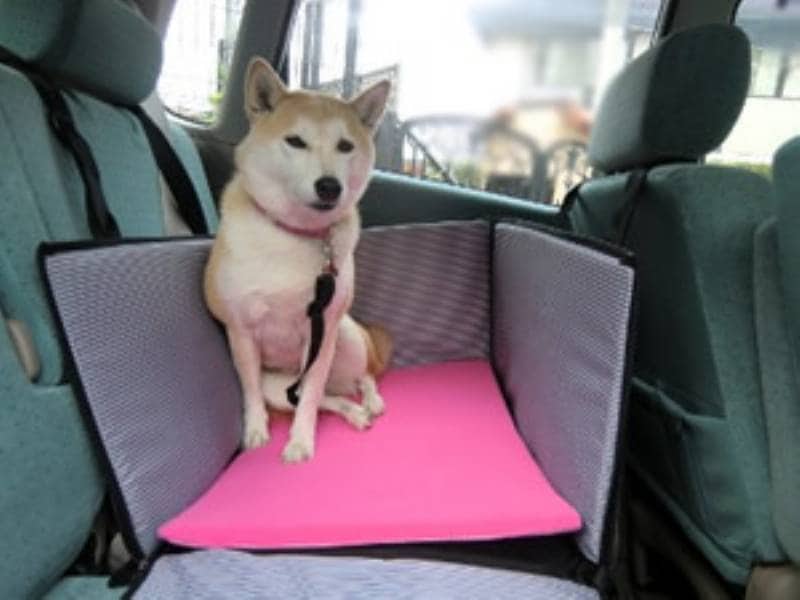 ドライブbox 柴犬のチコチコ動画日記 チコママのアイリス商品吟味レポート アイリスプラザ メディア ドライブbox 柴犬のチコチコ動画日記 チコママのアイリス商品吟味レポート アイリスプラザ メディア