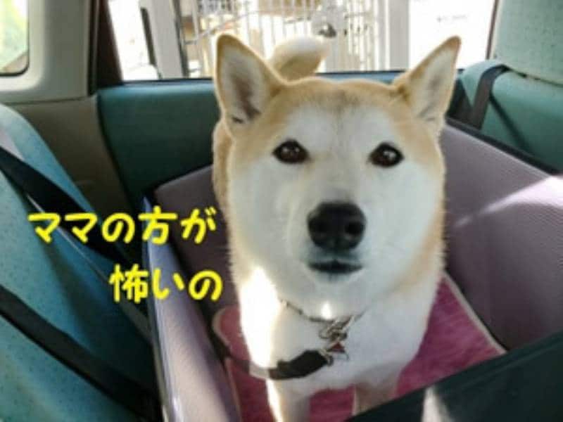 ドライブbox 柴犬のチコチコ動画日記 チコママのアイリス商品吟味レポート アイリスプラザ メディア ドライブbox 柴犬のチコチコ動画日記 チコママのアイリス商品吟味レポート アイリスプラザ メディア