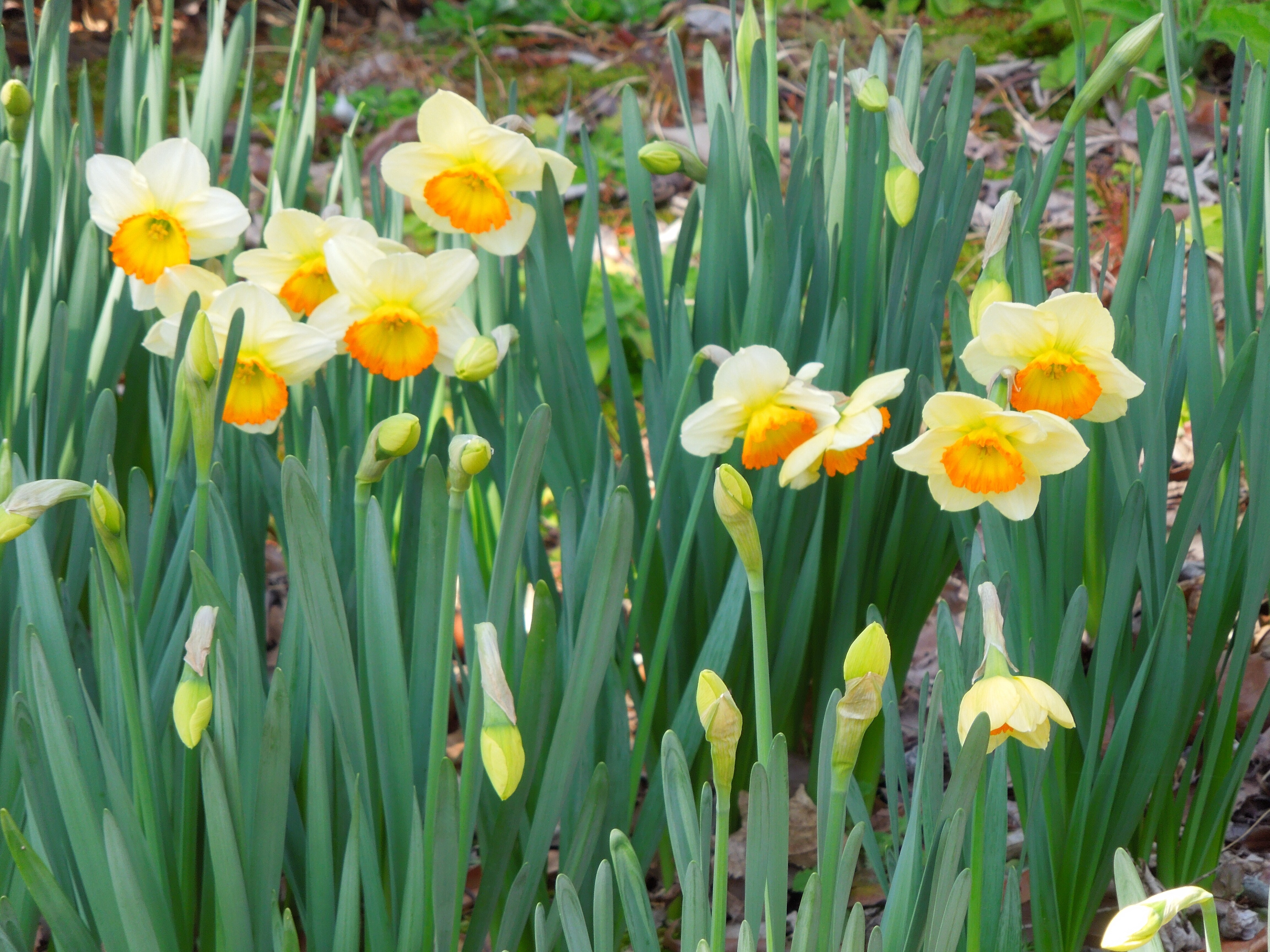 木々を愛で花たちと遊ぶ 大切なシークレットガーデン 素敵なお庭紹介 アイリスプラザ メディア