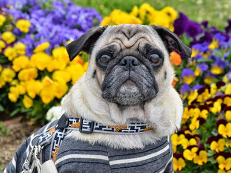 パグ犬 たつた の楽しい毎日 ブログ管理人たつたママさん登場 アイリスプラザ メディア