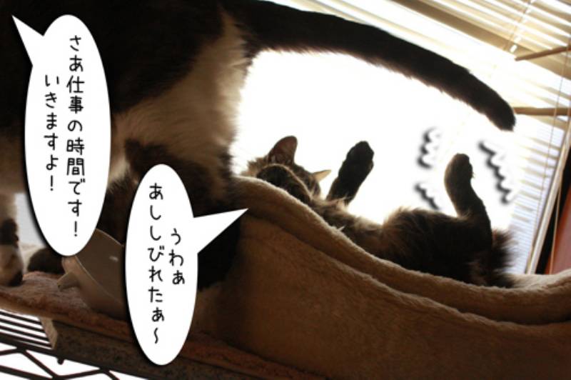 師匠と弟子 ちゃとらとはちわれマンガ日記 アイリスプラザ メディア 師匠と弟子 ちゃとらとはちわれマンガ日記 アイリスプラザ メディア