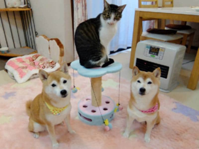 柴犬を飼っている人気ブロガーさんにインタビュー アイリスプラザ メディア 柴犬を飼っている人気ブロガーさんにインタビュー アイリスプラザ メディア
