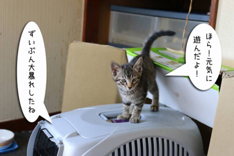 ままちゃんお疲れ様～ちゃとらとはちわれマンガ日記 | アイリスプラザ_