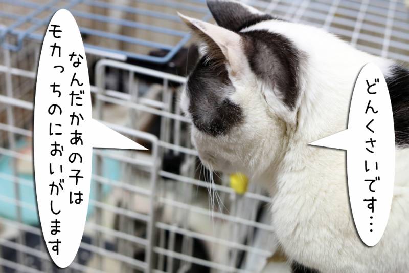 どんくさい子 ちゃとらとはちわれマンガ日記 アイリスプラザ メディア どんくさい子 ちゃとらとはちわれマンガ日記 アイリスプラザ メディア