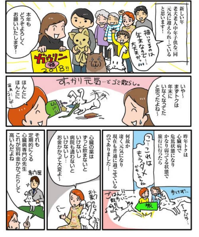 新年どうかな老犬達 アイリスプラザ メディア 新年どうかな老犬達 アイリスプラザ メディア