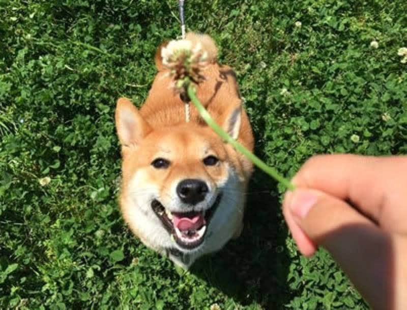 柴犬どんぐり コロコロまんが日記 ブログ管理人宮路ひまさん登場 アイリスプラザ メディア