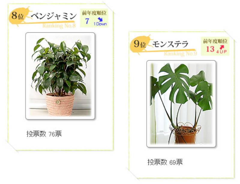 人気の観葉植物ランキング09 アイリスプラザ メディア