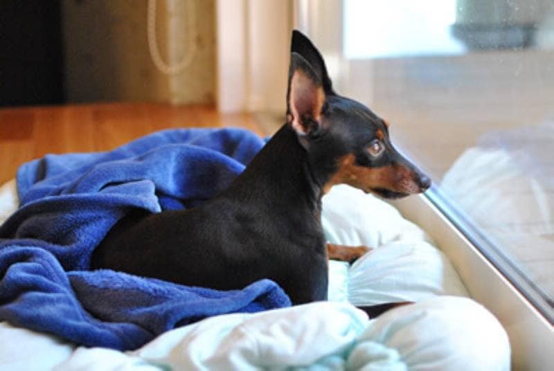 犬 おもちゃ 遊ば ない